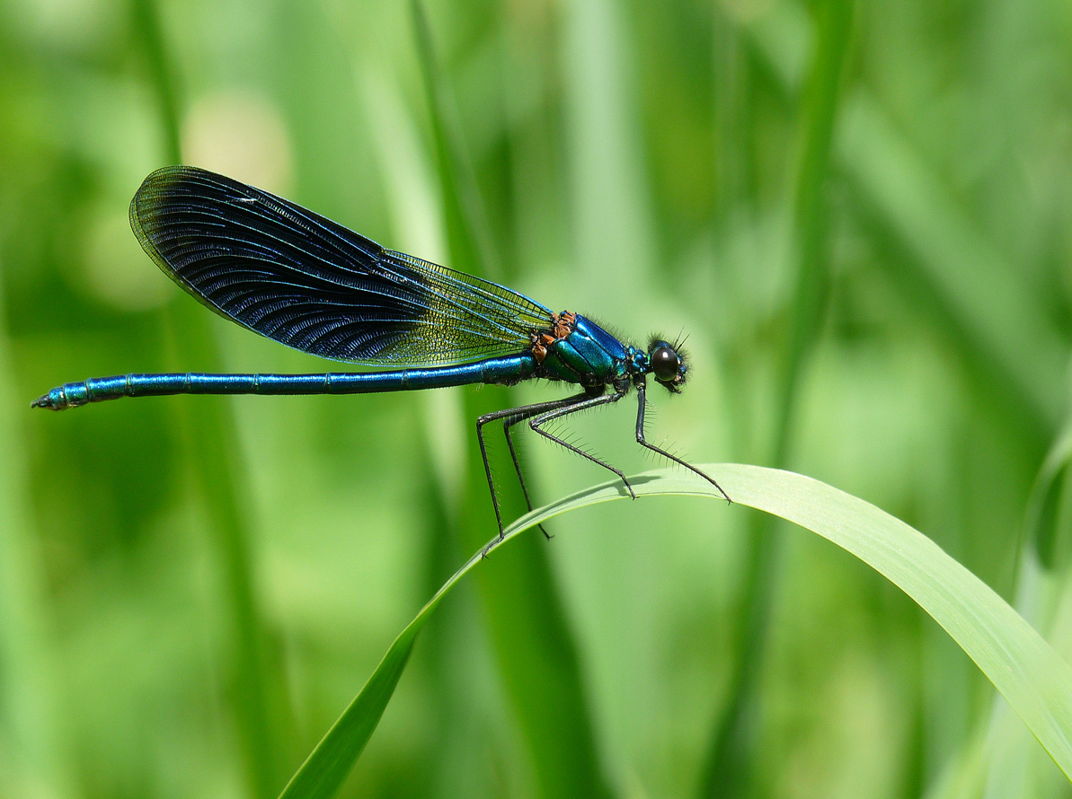 фото "Блестящая красотка" метки: природа, макро и крупный план, насекомое