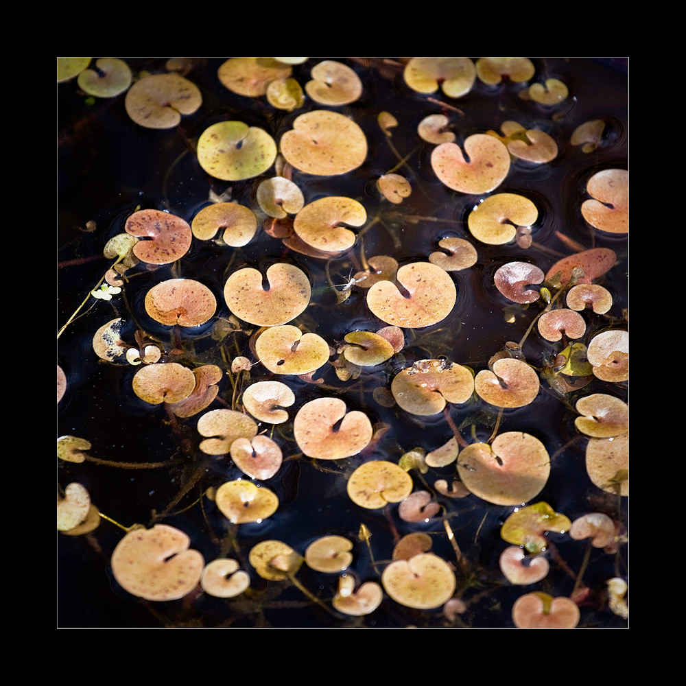 фото "***" метки: пейзаж, подводные, вода
