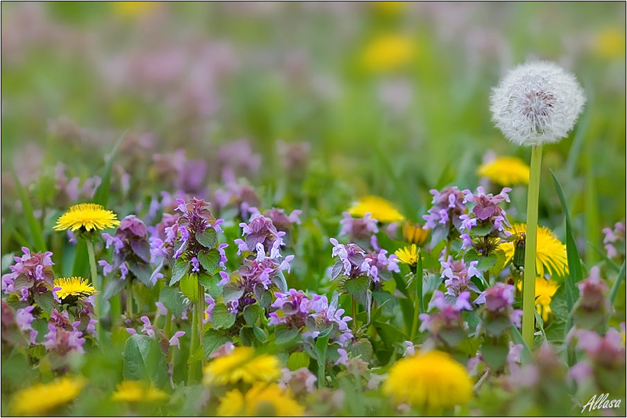 photo "***" tags: nature, flowers