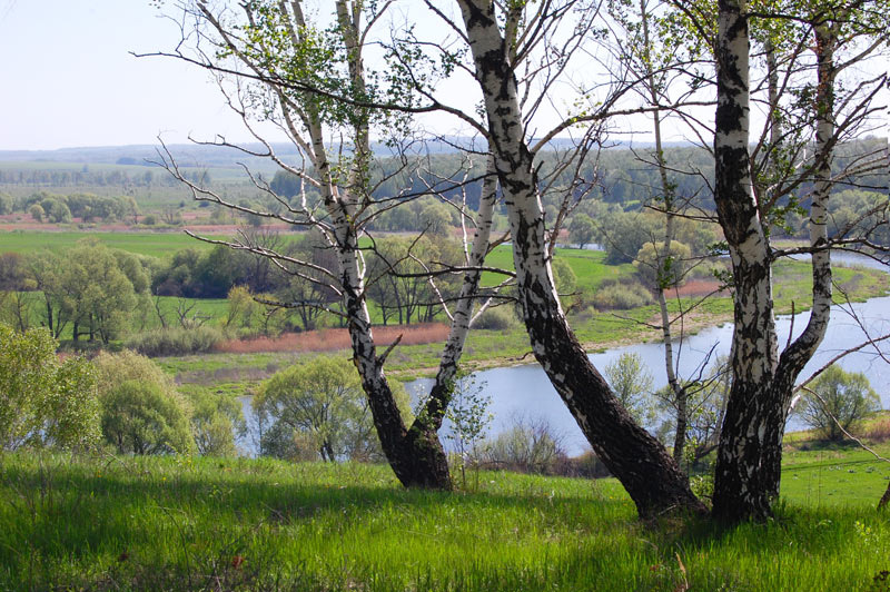 photo "***" tags: landscape, forest, spring