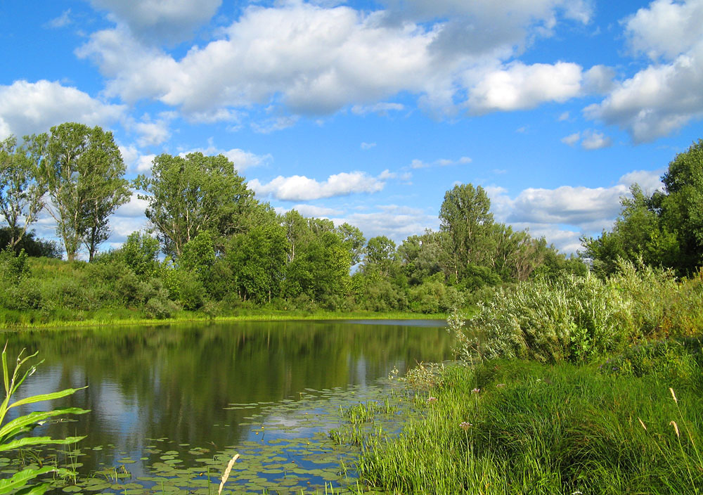 photo "Summer. July." tags: landscape, summer, water