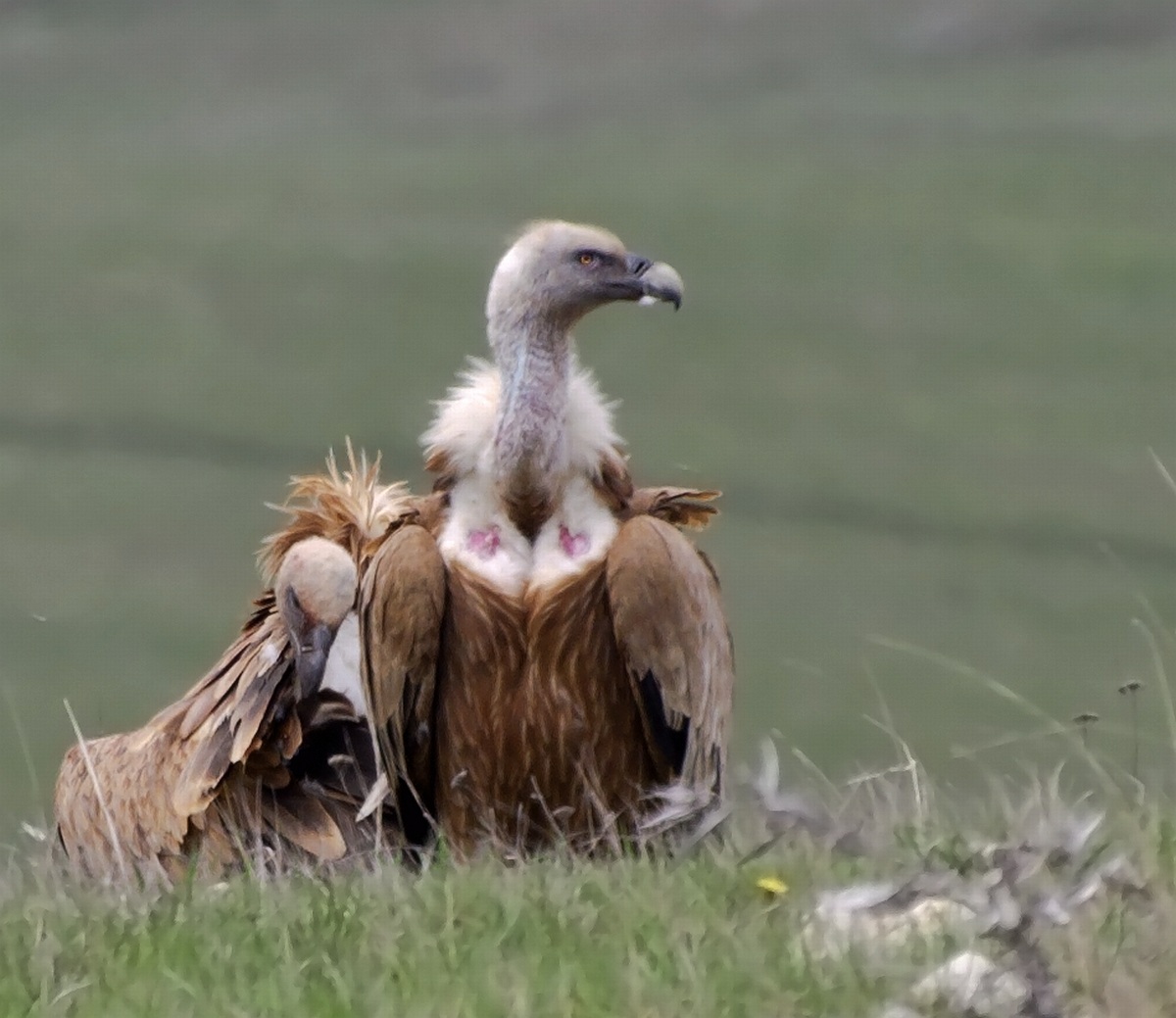 photo "***" tags: nature, wild animals