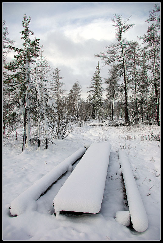 photo "***" tags: landscape, forest, winter