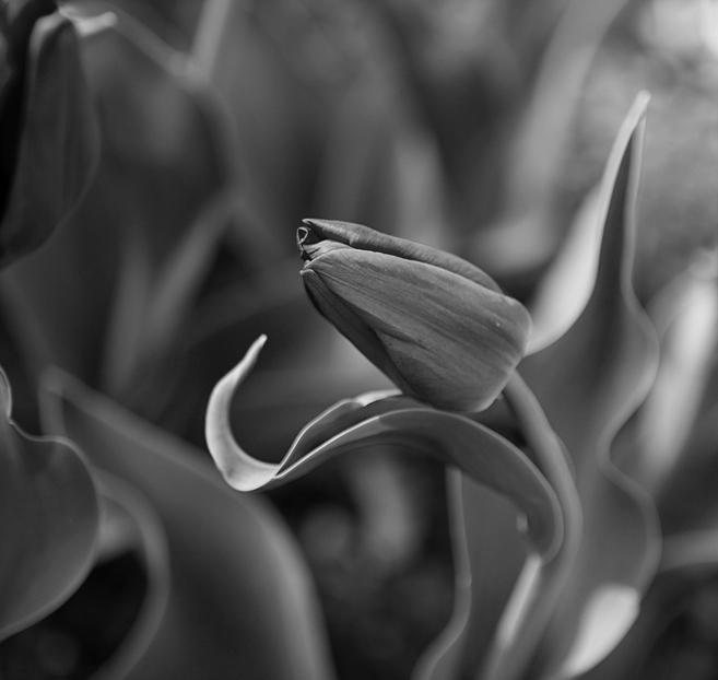 photo "***" tags: nature, black&white, flowers