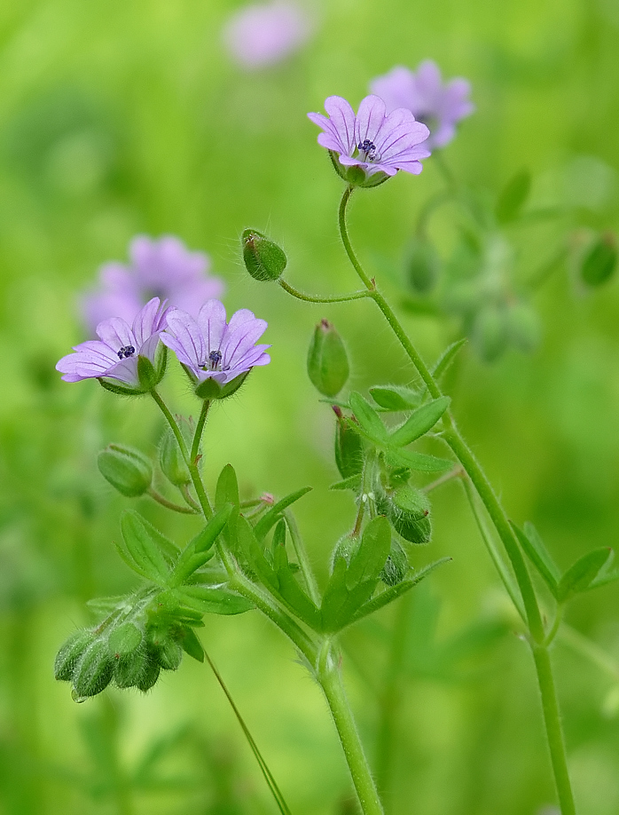 photo "***" tags: nature, flowers