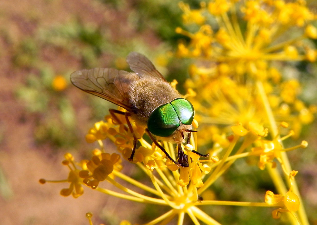 photo "Chlorosmati (II)" tags: nature, macro and close-up, insect