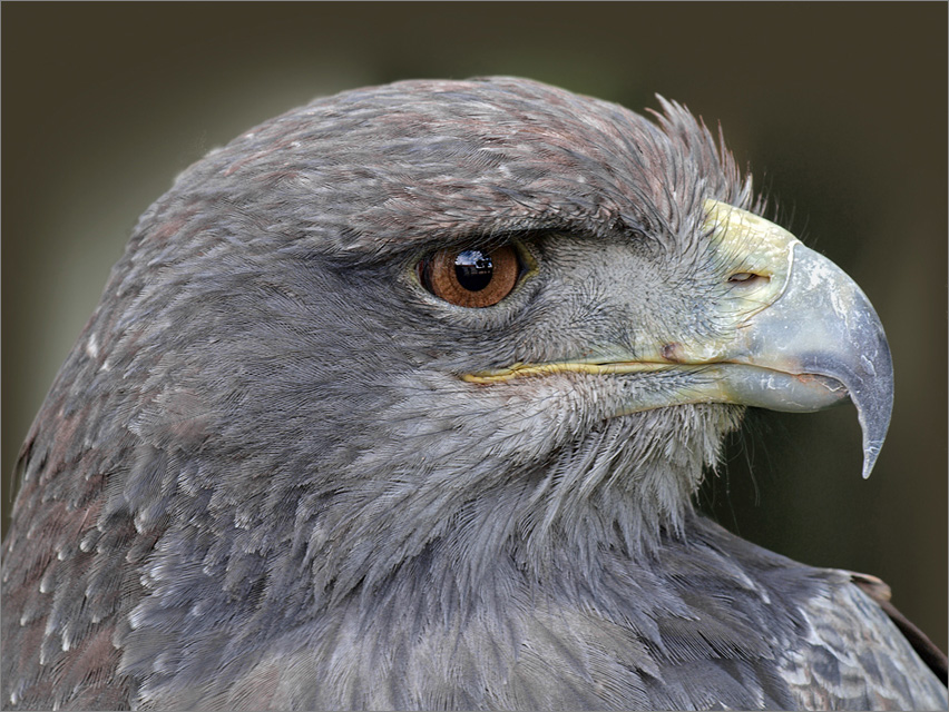 photo "***" tags: nature, macro and close-up, wild animals