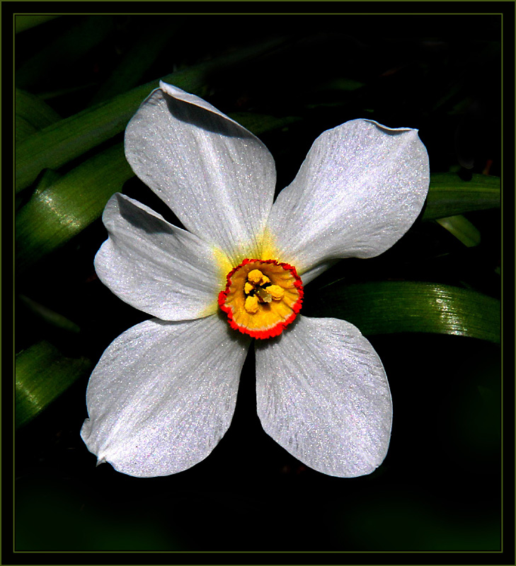 photo "***" tags: nature, flowers