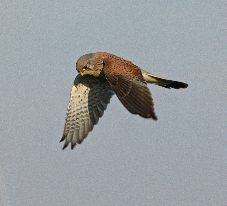 photo "Target Lock" tags: nature, wild animals