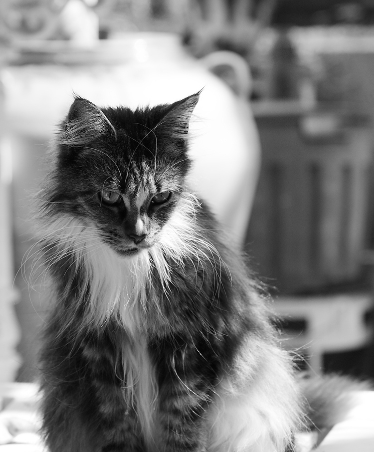 photo "***" tags: nature, black&white, pets/farm animals