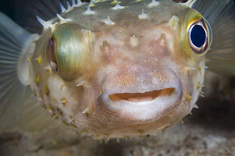 фото "Pufferfish" метки: подводные, 