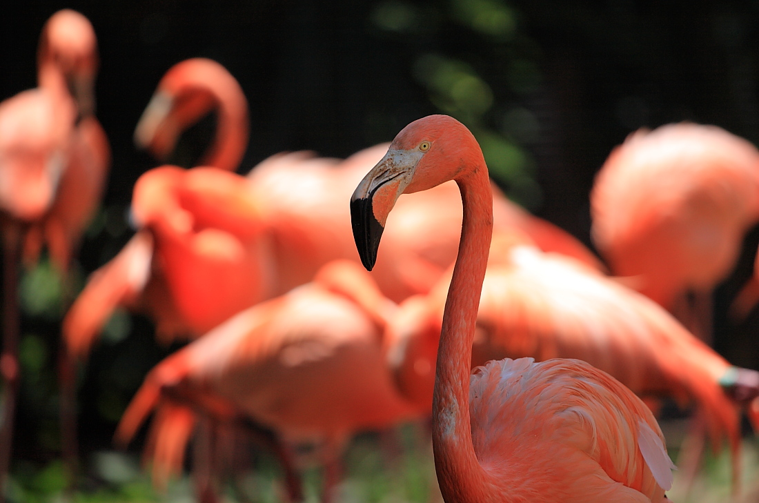 photo "The child of sunset" tags: nature, wild animals