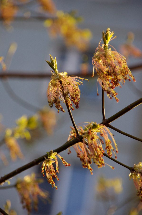 photo "***" tags: landscape, city, spring