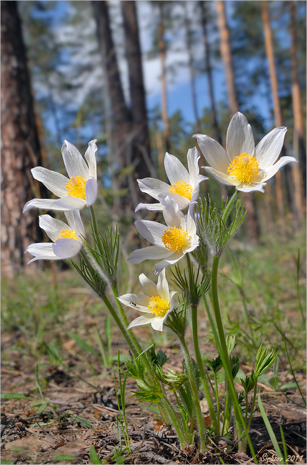 photo "Snowdrops" tags: nature, landscape, 