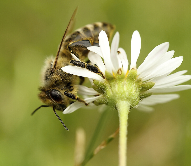 photo "***" tags: nature, insect
