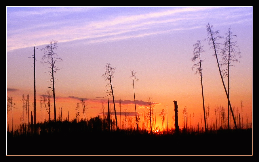 photo "***" tags: landscape, forest