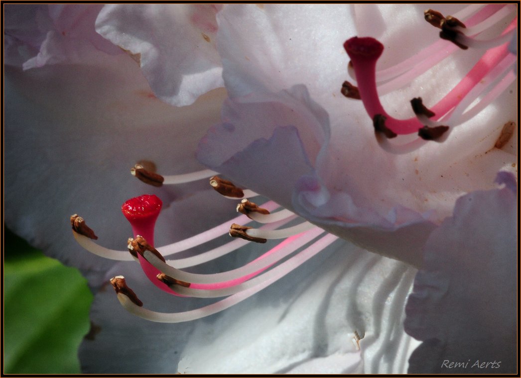 photo "details" tags: nature, macro and close-up, flowers