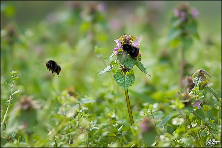 photo "***" tags: nature, flowers, insect