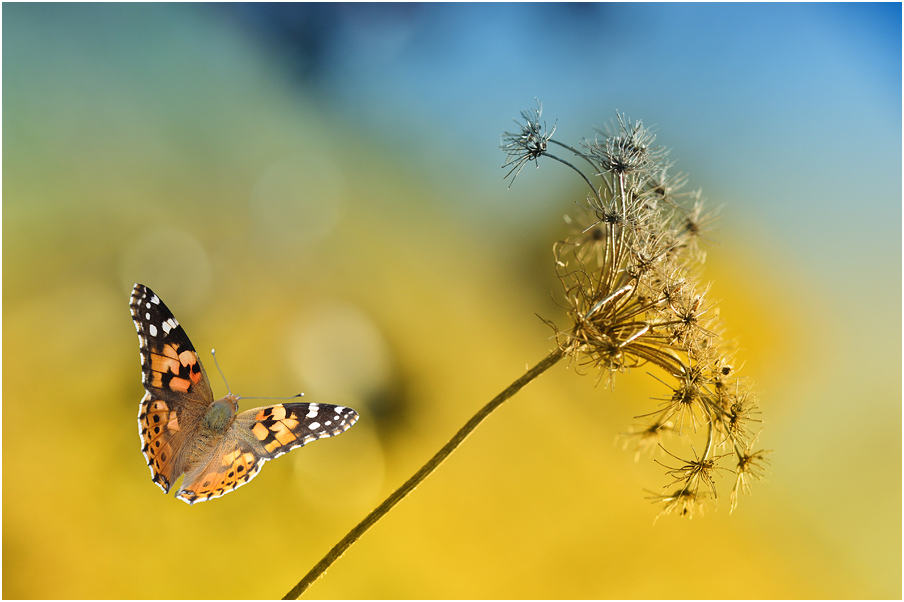 photo "***" tags: macro and close-up, 