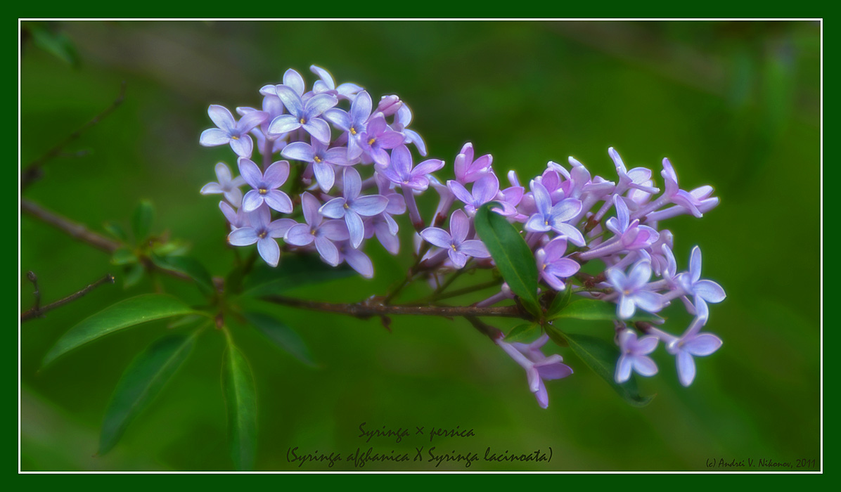 photo "Персидская сирень / Persian lilac" tags: nature, flowers