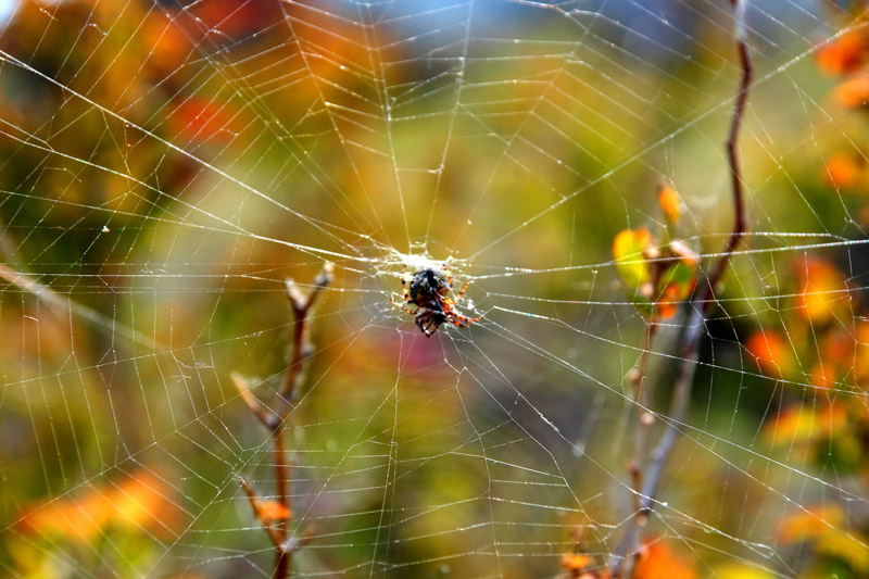 фото "не идеальная сеть" метки: природа, насекомое