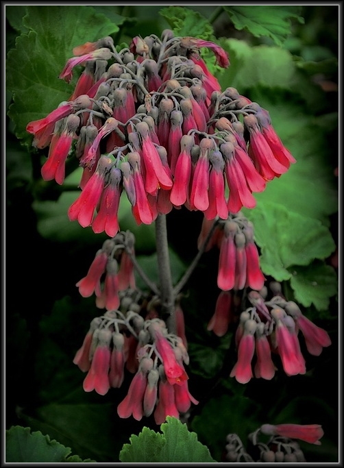 photo "***" tags: nature, flowers