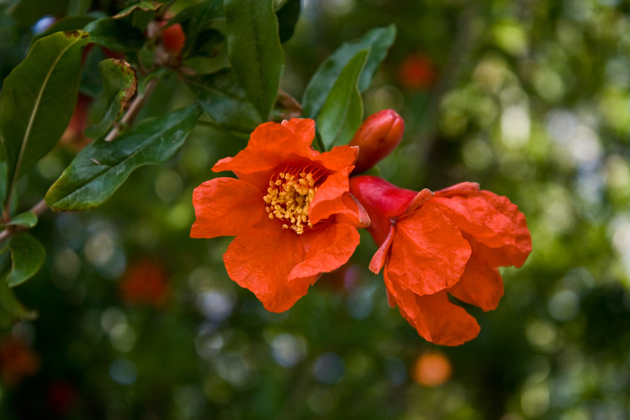 photo "***" tags: nature, flowers