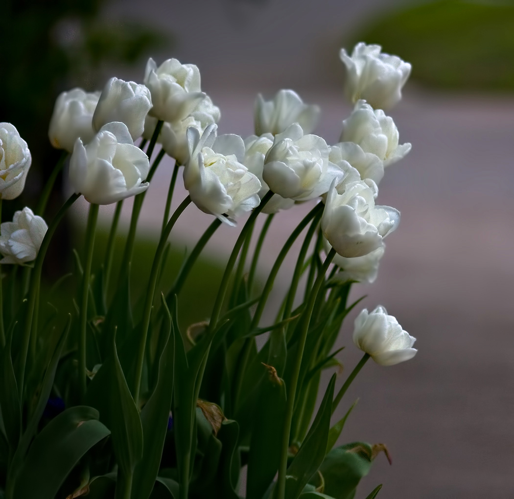 photo "In anticipation of the sun." tags: nature, flowers