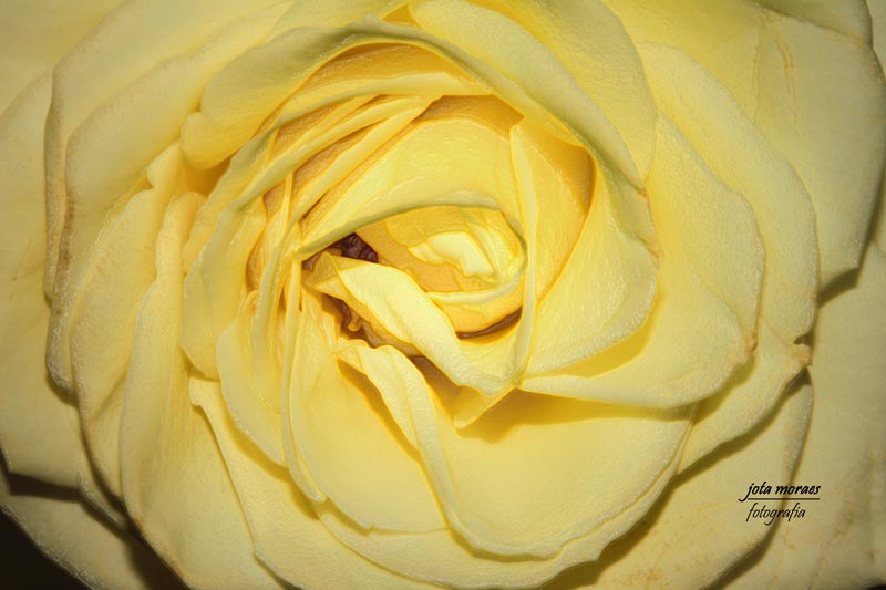 photo "Yellow rose" tags: macro and close-up, nature, flowers