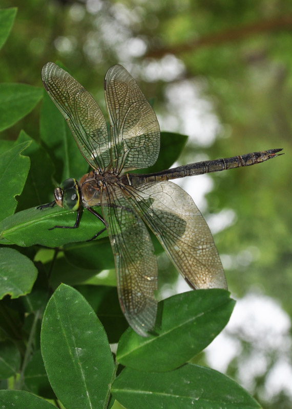 photo "***" tags: nature, macro and close-up, insect