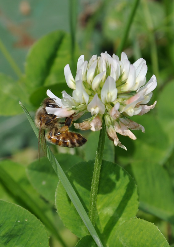 photo "***" tags: macro and close-up, nature, insect