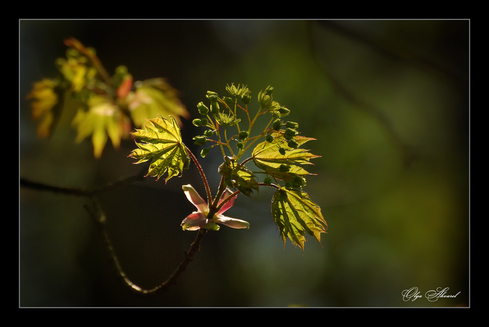 photo "***" tags: nature, flowers