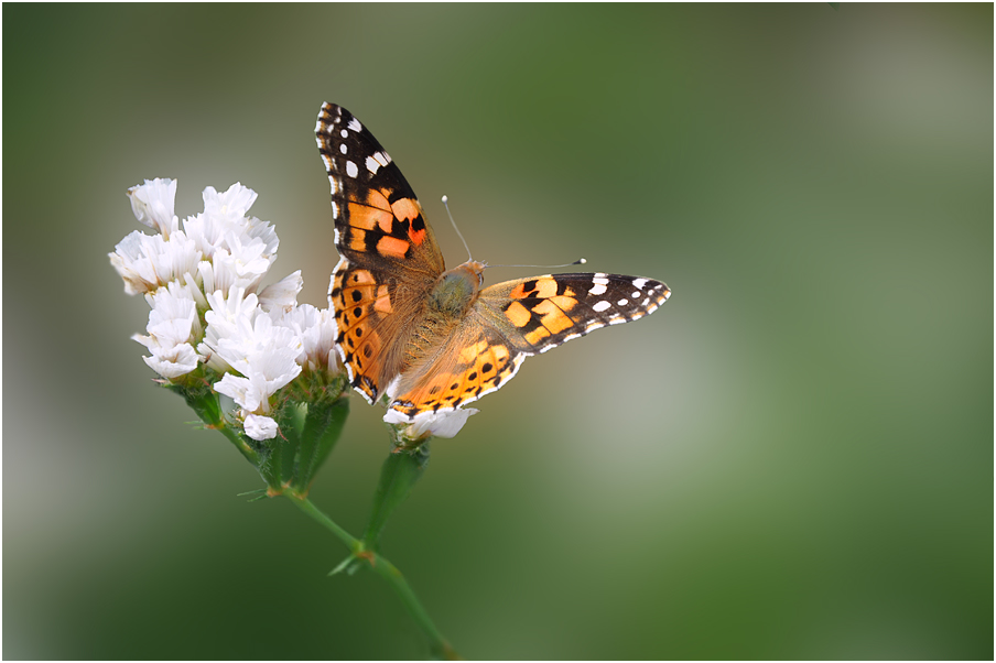 photo "***" tags: macro and close-up, 