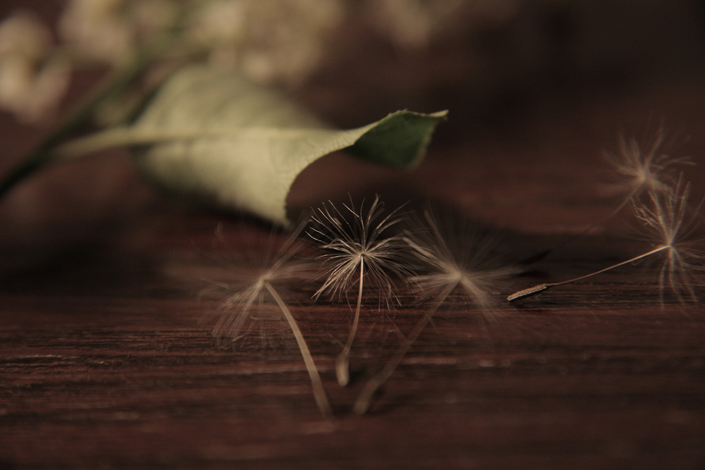 photo "***" tags: macro and close-up, still life, 