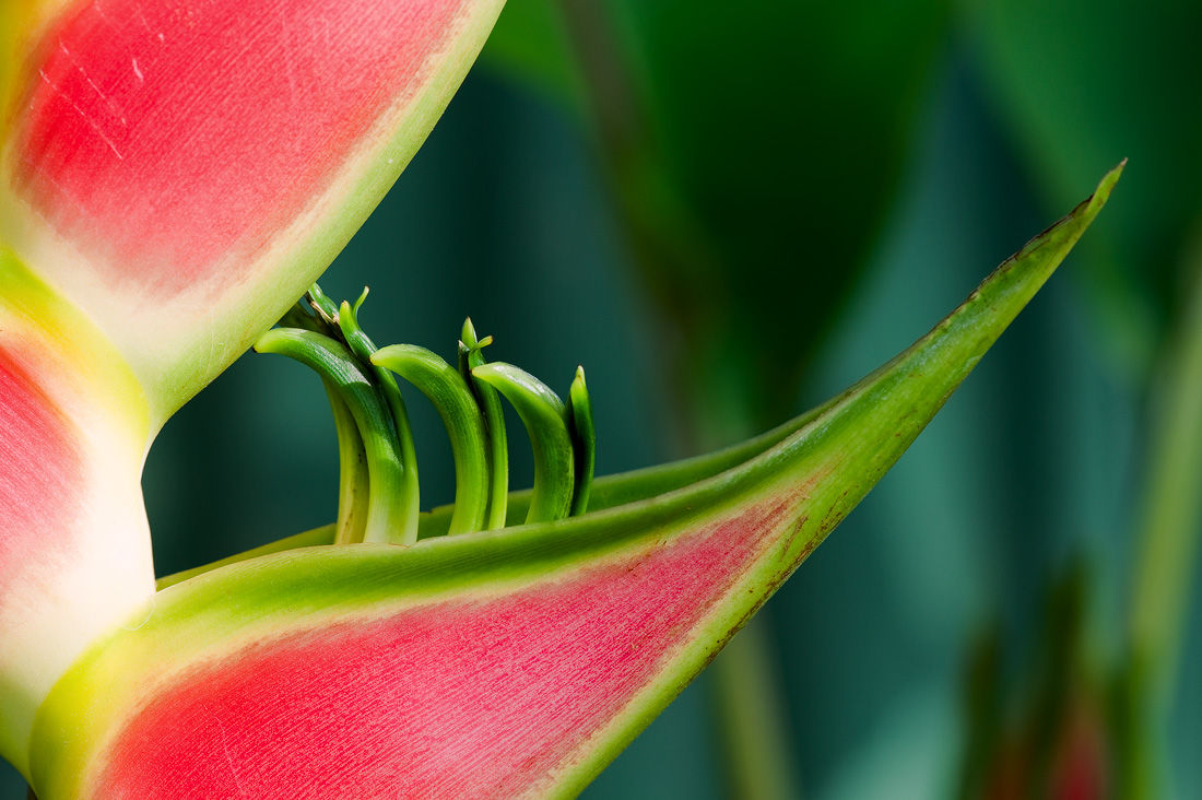 photo "***" tags: nature, macro and close-up, flowers