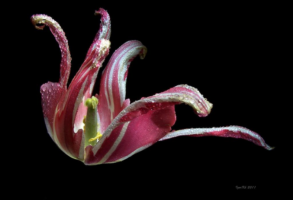 photo "***" tags: nature, flowers