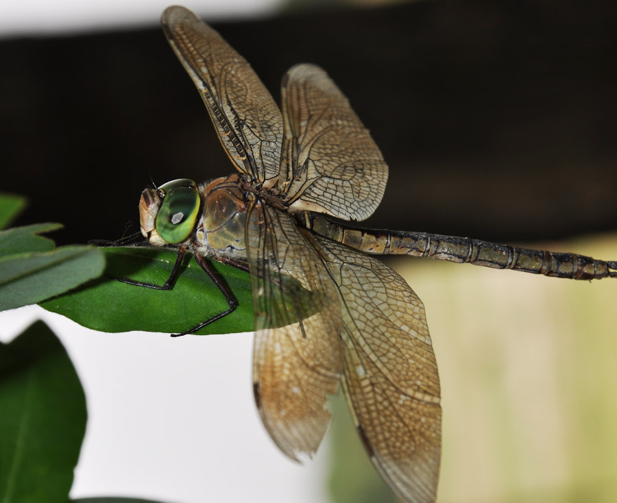 photo "***" tags: macro and close-up, nature, insect