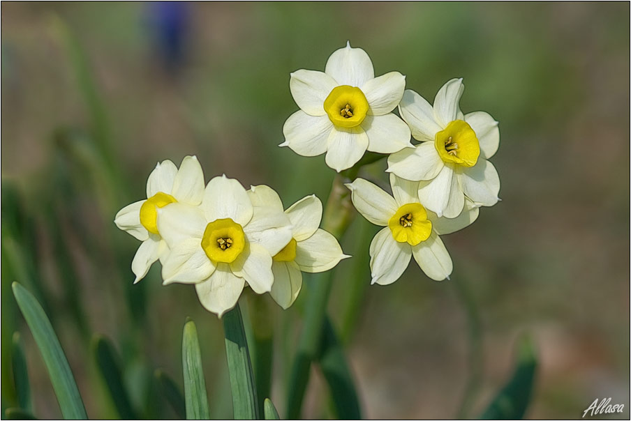 photo "***" tags: nature, flowers