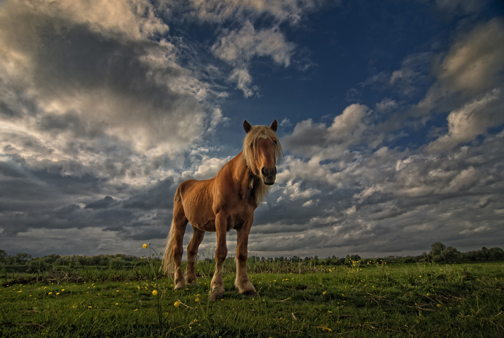 фото "Блондин" метки: природа, пейзаж, весна, домашние животные