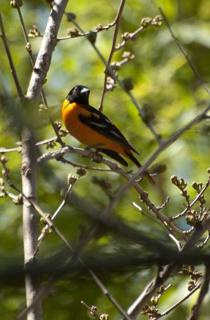 photo "Oriole" tags: nature, bird, birds, oriole