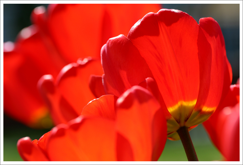 photo "Ловушки для солнца****" tags: nature, flowers