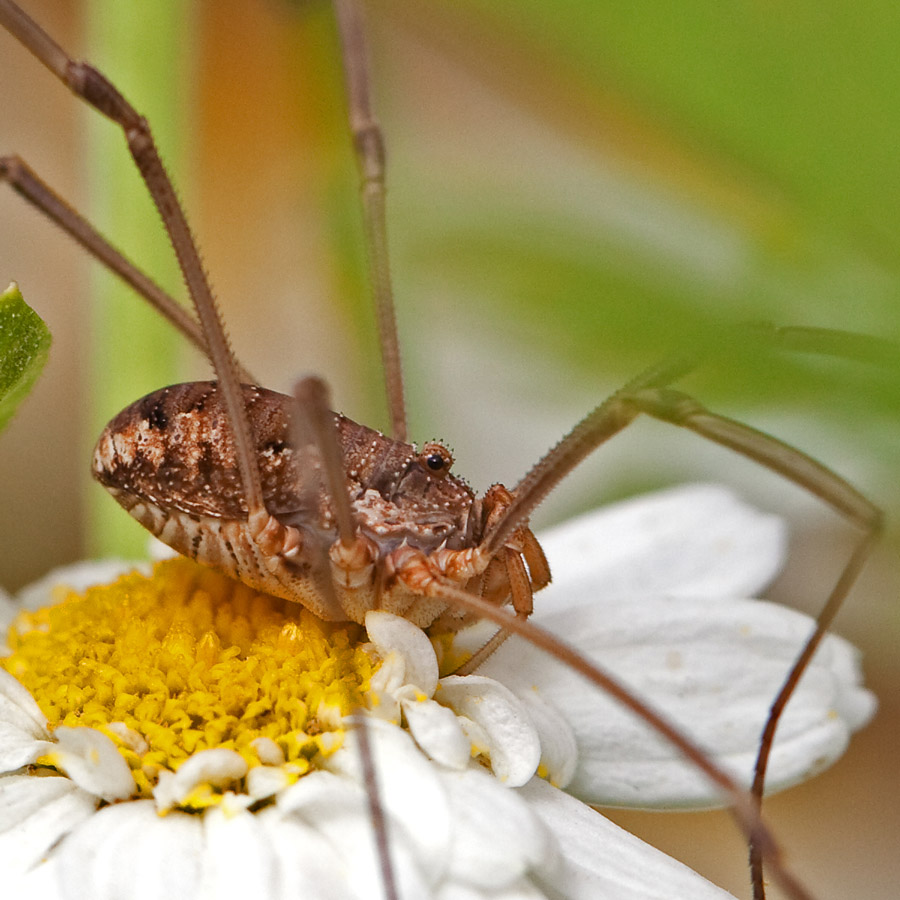 фото "Цветочный "краб"" метки: природа, макро и крупный план, насекомое