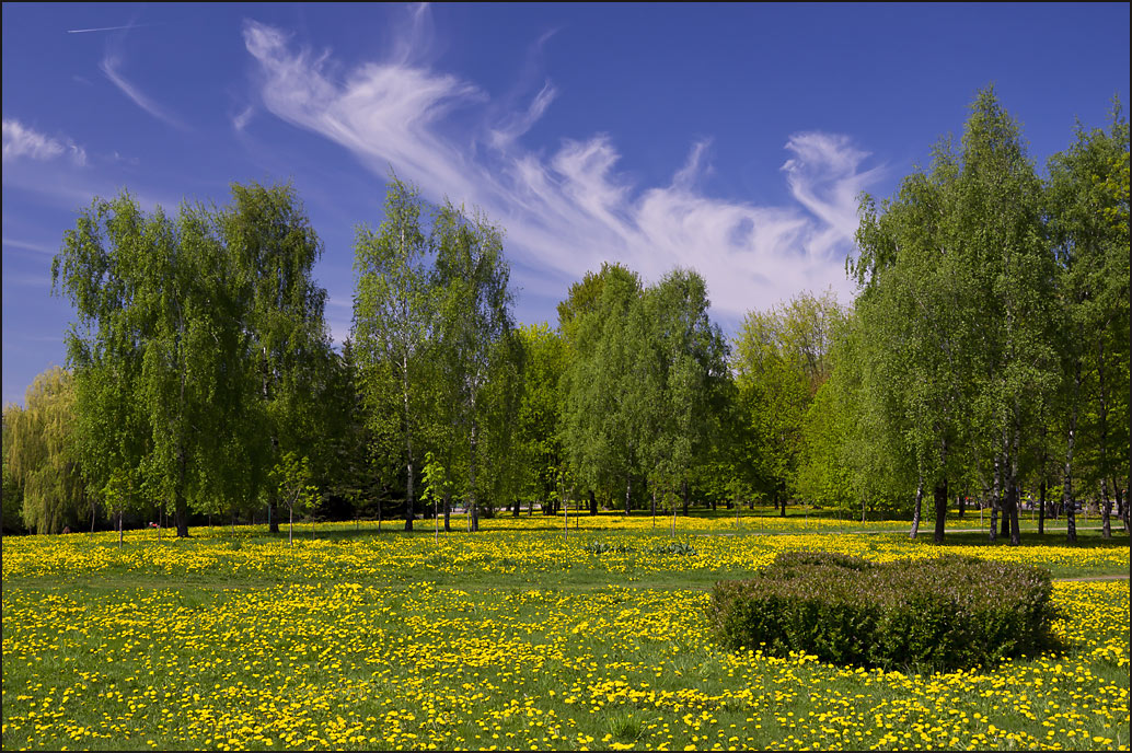 фото "Весенний ковер" метки: пейзаж, весна