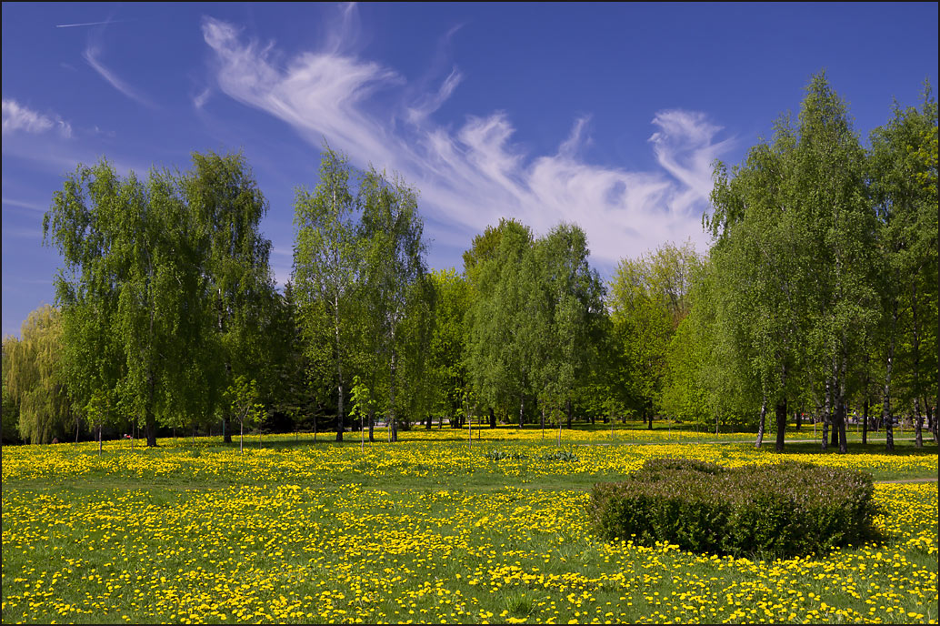 photo "Spring Carpet" tags: landscape, spring