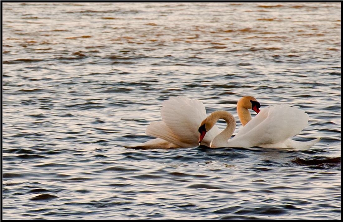 photo "***" tags: nature, wild animals
