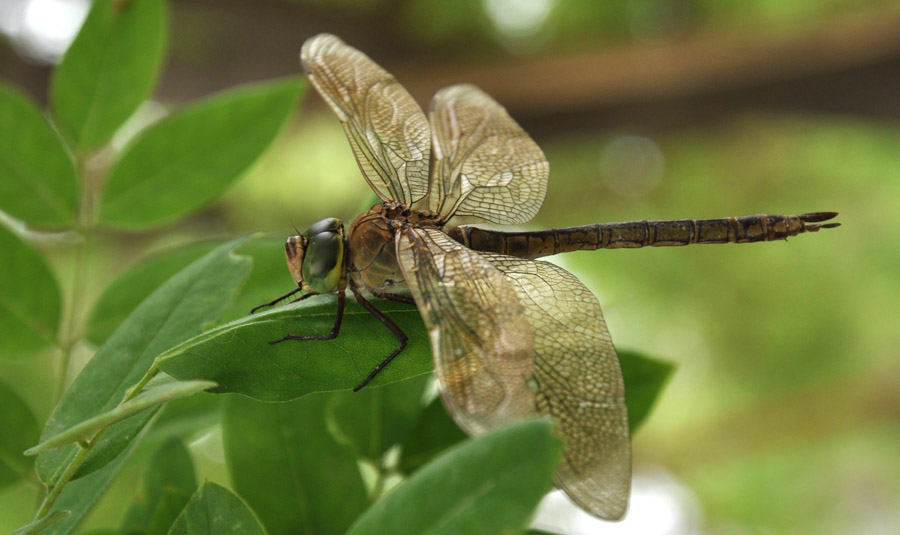 photo "***" tags: nature, macro and close-up, insect