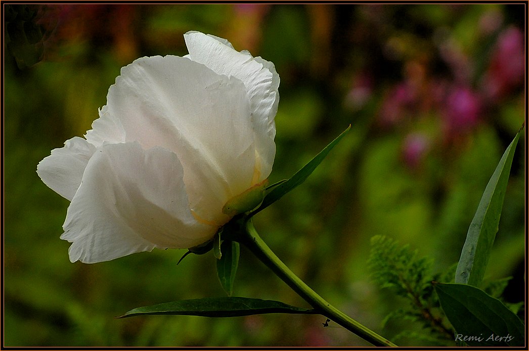 photo "***" tags: nature, macro and close-up, flowers