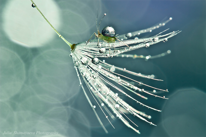 photo "***" tags: macro and close-up, nature, insect