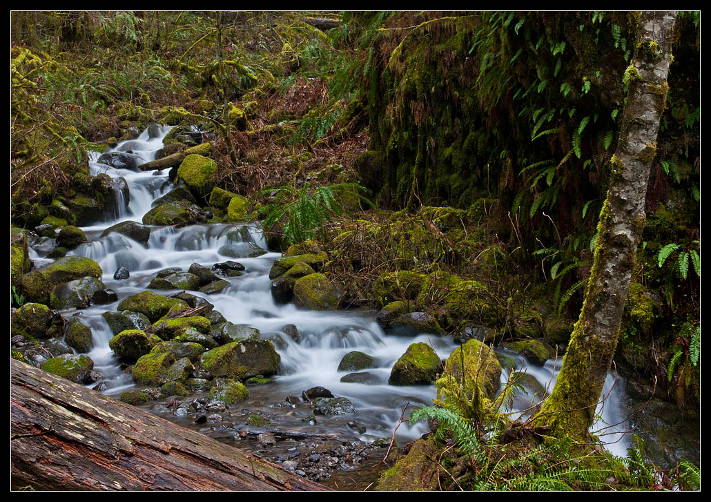 photo "Aspen by a little mountain river" tags: landscape, forest, water