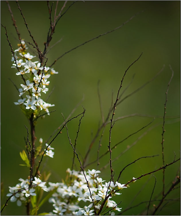 фото "Про зеленый туман и веточки в японском стиле" метки: природа, пейзаж, весна, цветы